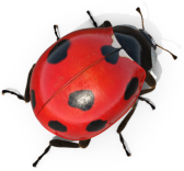 Ladybug