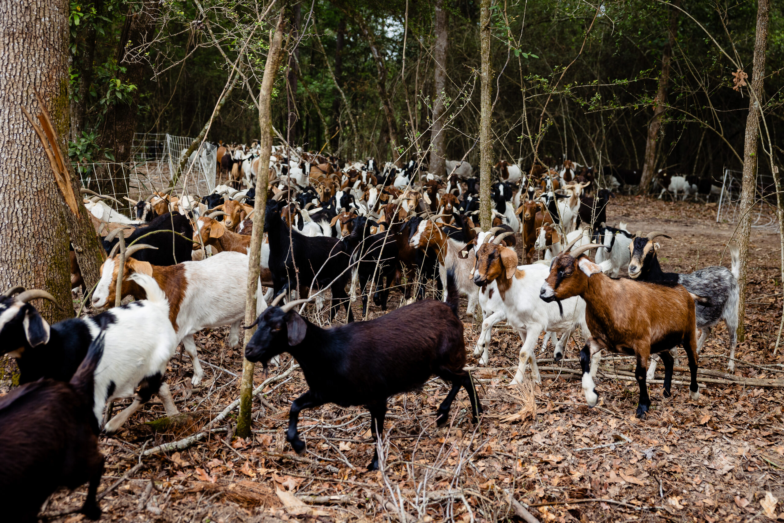 group of goats eating noxious weeds at two step farm site