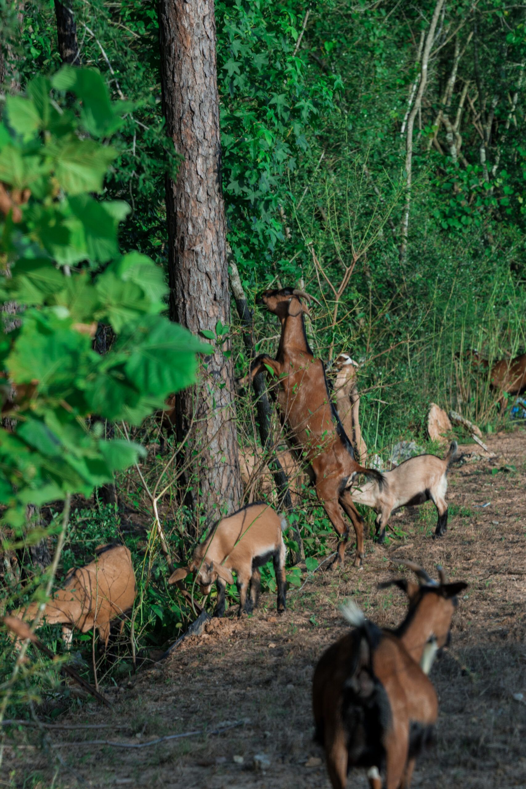 A group of goats grazes in a wooded area near The Grazery restaurant at Two Step Farm, with one goat standing on its hind legs, reaching up the trunk of a tree.