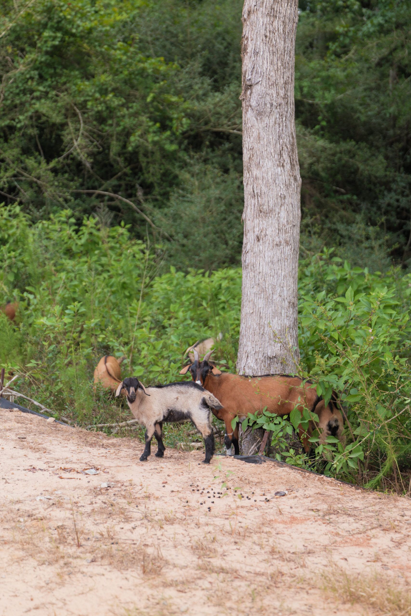 Three goats stand near a tree at the edge of a sandy path, with green bushes and dense foliage in the background—an idyllic scene reminiscent of TX landscapes near new homes at Two Step Farm.