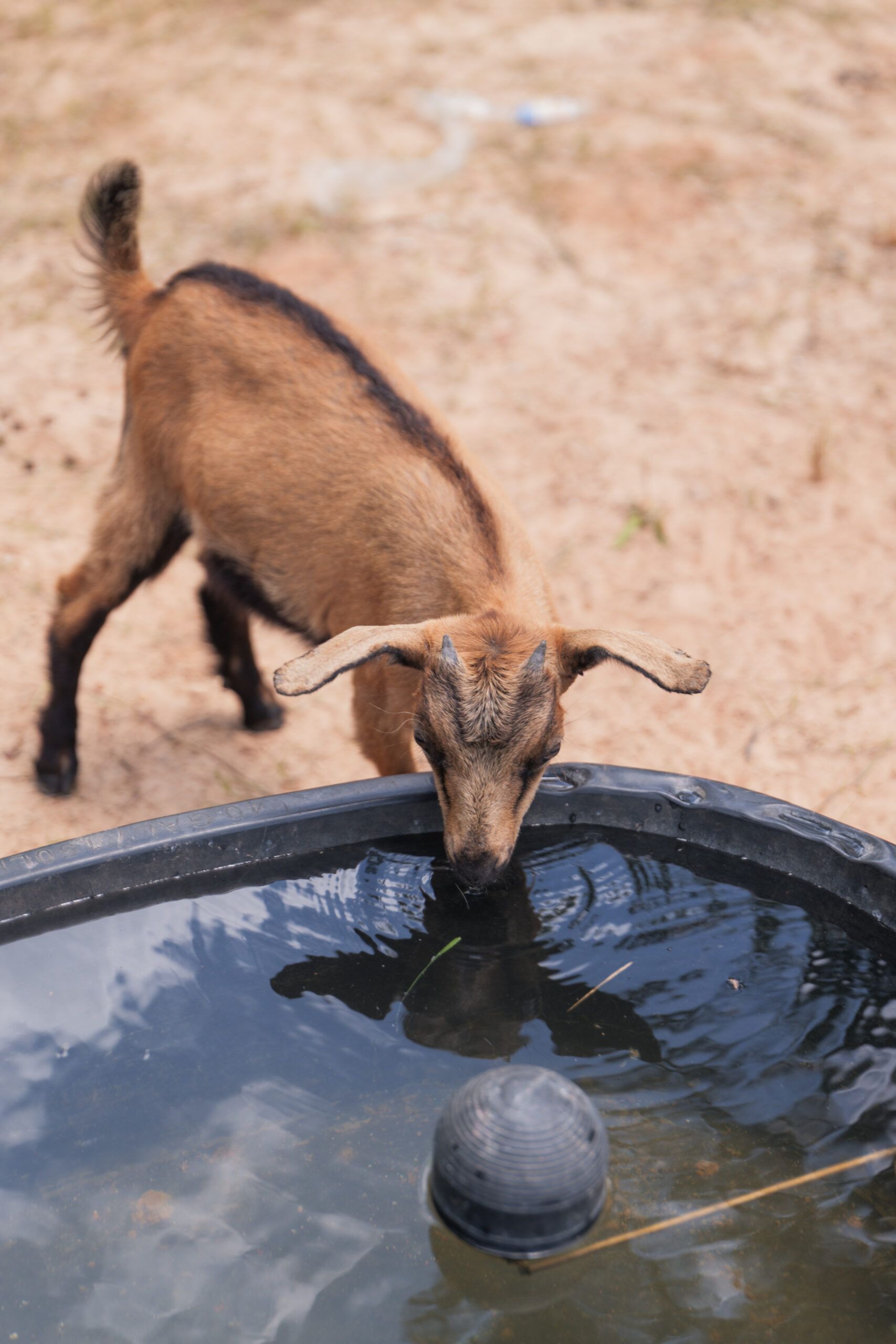 A brown goat with curved horns drinks water from a black plastic container outdoors on dry, sandy ground near The Grazery restaurant at Two Step Farm.