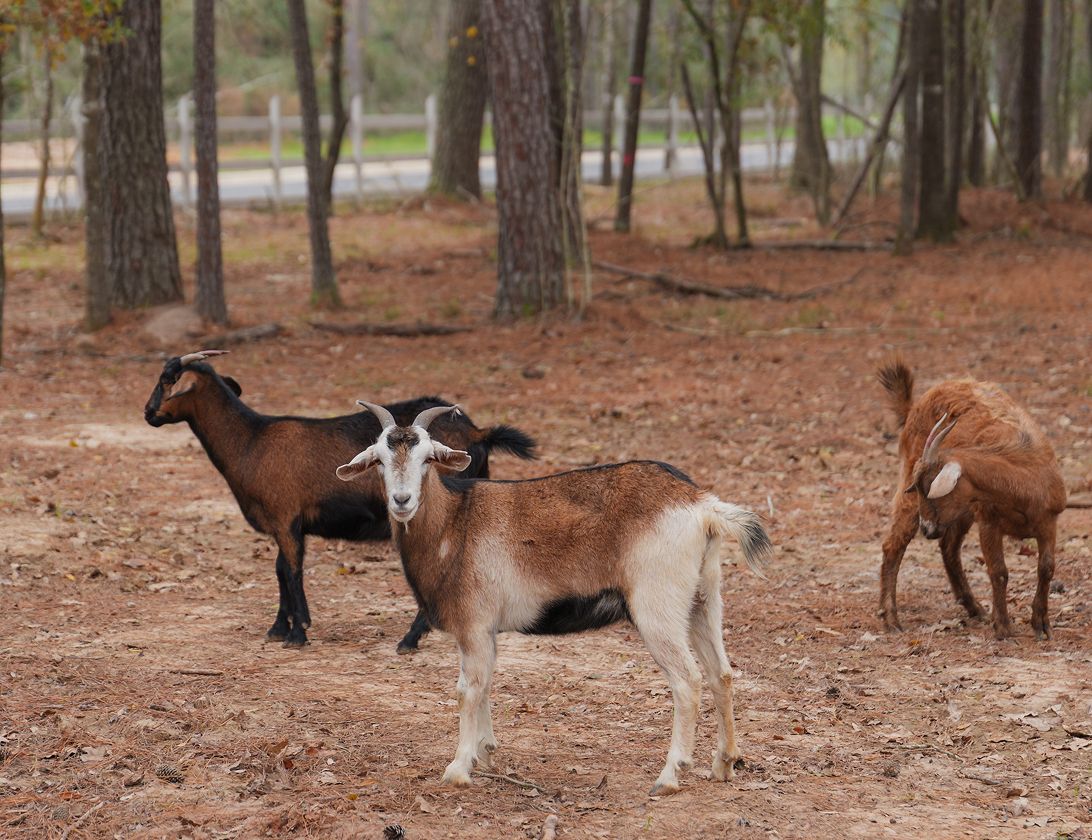 Three goats stand on a dry, leaf-covered ground in a wooded area with trees and a road visible in the background, not far from the scenic charm of new homes at Two Step Farm, TX.