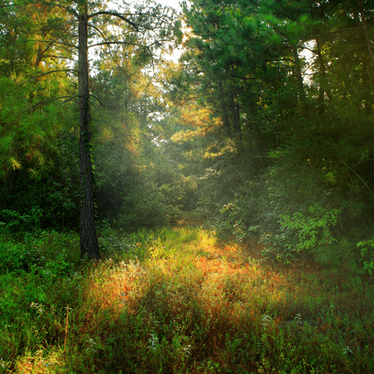 Sunlight filters through tall pine trees onto a grassy, green forest floor with dense foliage and a narrow clearing—much like the peaceful surroundings near The Grazery restaurant at Two Step Farm in Montgomery County, TX.
